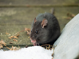 P1070063 wild black rat (Rattus rattus) outdoors in winter cECP 2022