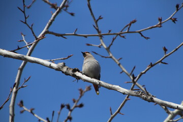 Sun On The Waxwing Bird, Gold Bar Park, Edmonton, Alberta