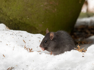 P1070045 wild black rat (Rattus rattus) outdoors in the snow cECP 2022