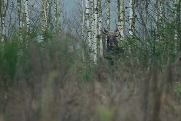 Łoś euroazjatycki (Alces alces ) Moose © Patryk