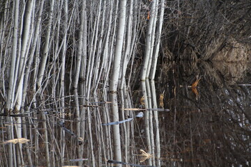 Trees In The Melt Waters, Elk Island National Park, Alberta