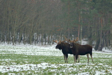 Łoś euroazjatycki (Alces alces ) Moose © Patryk