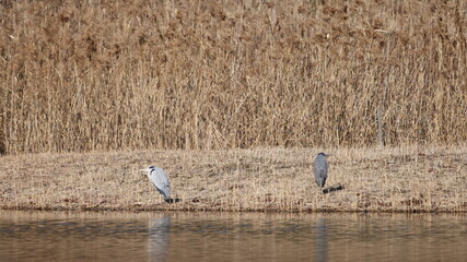 休憩中の二羽のアオサギの写真