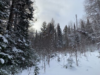 Fototapeta premium pine and spruce forest covered with snow in winter. Trees in the snow. Winter landscape through snowy forest