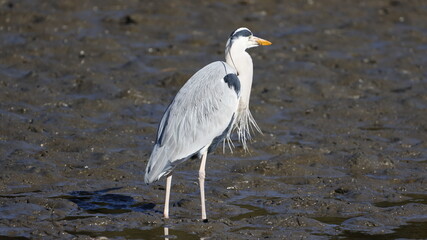餌を探しているアオサギの写真