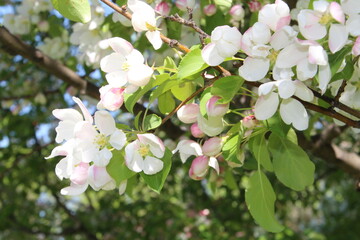 tree blossom, Gold Bar Park, Edmonton, Alberta