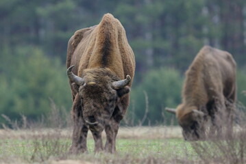Żubr europejski (European Bison) Bison Bonasus © Patryk