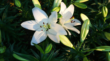 lily, Lilium or pink and white lily