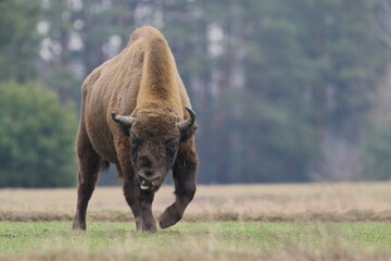 Żubr europejski (European Bison) Bison Bonasus © Patryk