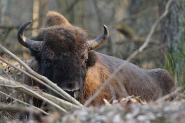 Żubr europejski (European Bison) Bison Bonasus © Patryk
