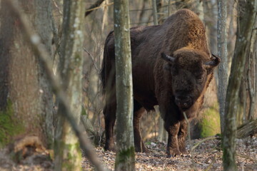 Żubr europejski (European Bison) Bison Bonasus © Patryk