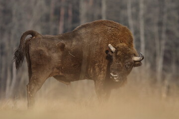 Żubr europejski (European Bison) Bison Bonasus © Patryk
