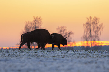 Fototapeta na wymiar Żubr europejski (European Bison) Bison Bonasus