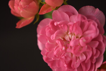 バラの花（ピンク）、黒背景