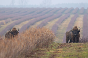Żubr europejski (European Bison) Bison Bonasus © Patryk