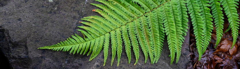 Bright green fern frond laying on the ground and laying across a gray rock, as a nature background
