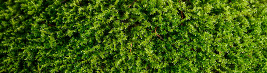 Closeup of wet moss on a sunny winter day, as a textured green nature background
