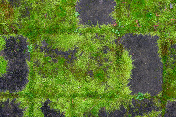 Vibrant green moss growing on a checkerboard brick patio, as a patterned nature background
