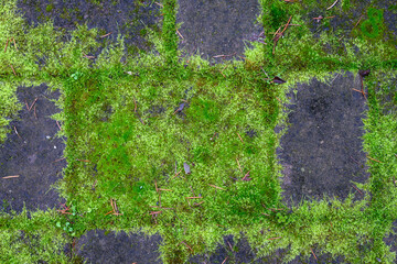 Vibrant green moss growing on a checkerboard brick patio, as a patterned nature background

