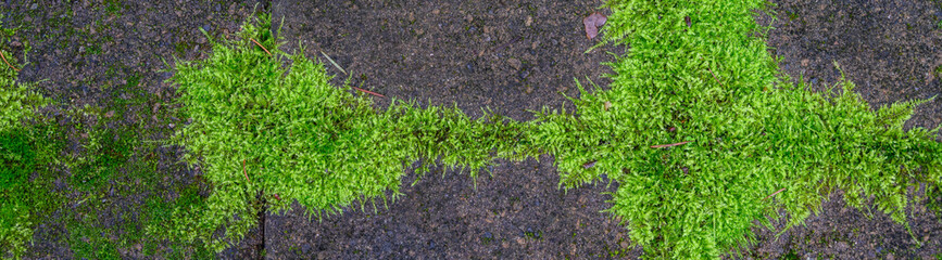 Vibrant green moss growing on a checkerboard brick patio, as a patterned nature background
