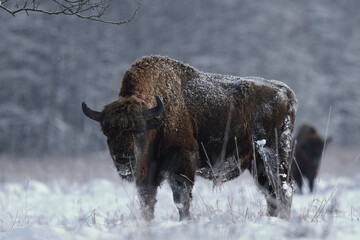 Żubr europejski (European Bison) Bison Bonasus © Patryk