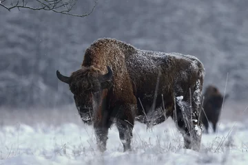 Foto op Plexiglas Żubr europejski (European Bison) Bison Bonasus © Patryk