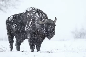 Foto op Plexiglas Żubr europejski (European Bison) Bison Bonasus © Patryk