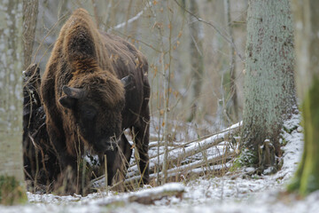 Żubr europejski (European Bison) Bison Bonasus © Patryk