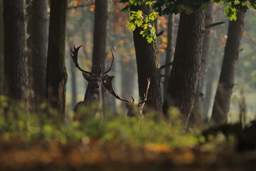 Daniel zwyczajny (Dama dama)  © Patryk