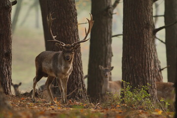 Daniel zwyczajny (Dama dama)  © Patryk
