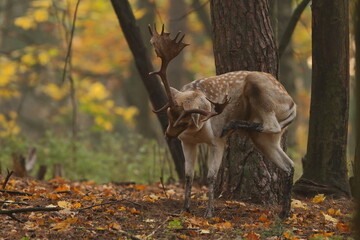 Daniel zwyczajny (Dama dama)  © Patryk