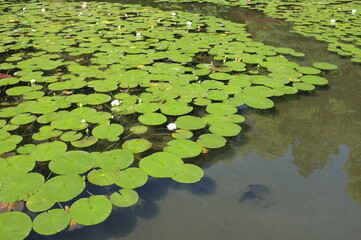京都　平安神宮神苑　睡蓮