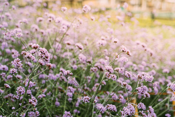 Background of Beautiful flower in the flower farm, relaxing style.