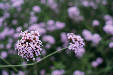 Background of Beautiful flower in the flower farm, relaxing style.