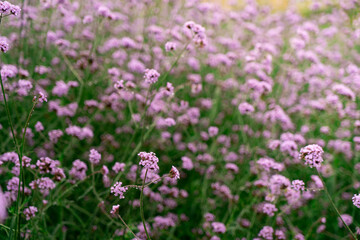 Background of Beautiful flower in the flower farm, relaxing style.