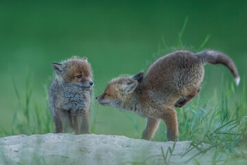 Lis zwyczajny (red fox) Fox © Patryk