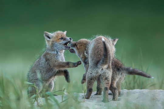 Lis zwyczajny (red fox) Fox