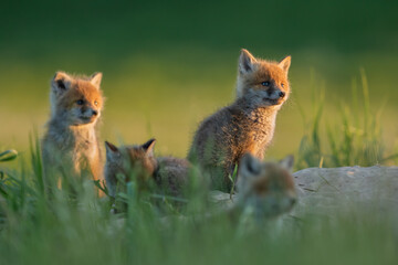 Lis zwyczajny (red fox) Fox © Patryk