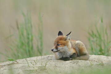 Lis zwyczajny (red fox) Fox © Patryk