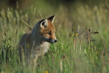 Lis zwyczajny (red fox) Fox © Patryk