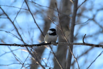 Chickadee On A Branch, Gold Bar Park, Edmonton, Alberta