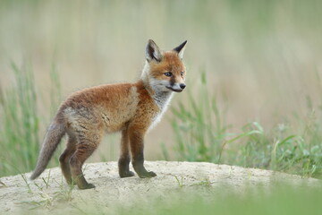 Lis zwyczajny (red fox) Fox - obrazy, fototapety, plakaty
