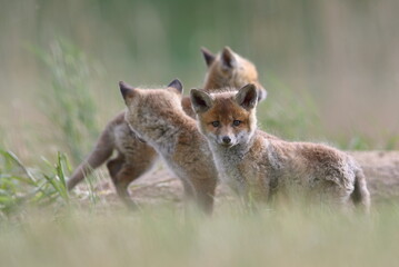 Lis zwyczajny (red fox) Fox © Patryk