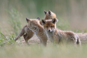 Lis zwyczajny (red fox) Fox