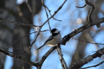 bird on a branch