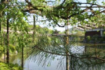 京都　平安神宮神苑と松の枝の先端