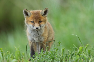 Lis zwyczajny (red fox) Fox © Patryk