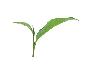 dried tea leaves isolated on white background