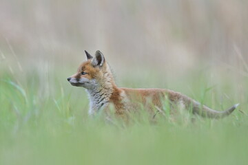 Lis zwyczajny (red fox) Fox © Patryk