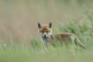 Lis zwyczajny (red fox) Fox © Patryk